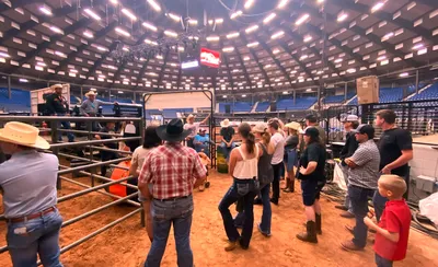 Bulls, Bands And Barrels